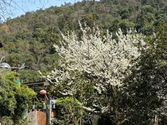 -树山生态村