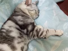 -菲丽丝宠物医院·24小时·猫科中心·免疫点(淮海分院)