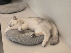 -共舞时光猫咖·狗咖(新街口店)