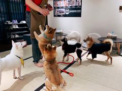 -逗柴咖啡屋·狗咖猫咖宠物桌游