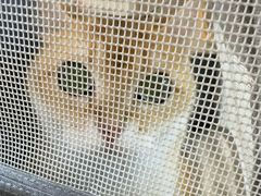 -爱侣·安琦尔宠物医院·中兽医针灸·心内科·狂犬免疫点(宝山区院)