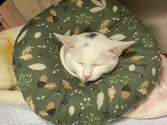 -艾贝尔宠物诊疗