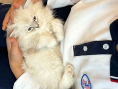 -猫咪派对(江南西店)