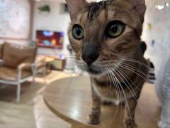 -李小姐の猫咖啡馆(五角场店)