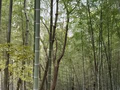 -上海佘山国家森林公园天马山园