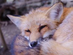 -宫城藏王狐狸村