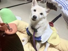 -逗柴咖啡屋·狗咖猫咖宠物桌游