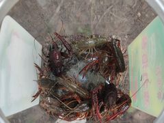 -上海浦江郊野公园-5号停车场