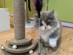 -宠物星动物医院·眼科·异宠·猫科(江南大道总院)