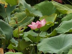 -喜茶(永旺梦乐城店)