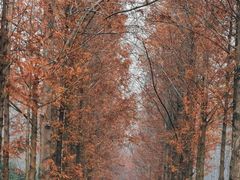 -合肥滨湖国家森林公园