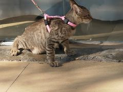 -维园港式茶餐厅(龙岗盛平店)