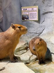 -Zoolung Zoolung动物主题公园(海信广场店)