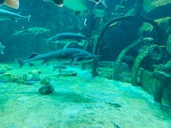 -华夏文旅海洋公园