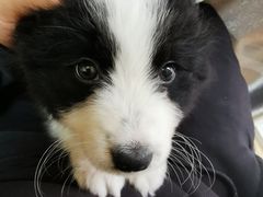 -翊宠yipet猫狗购宠庄园犬舍•猫舍