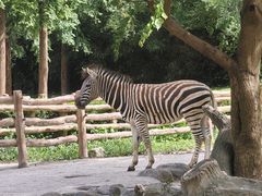 -上海野生动物园