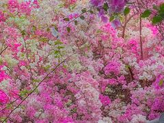 -深圳国际园林花卉博览园