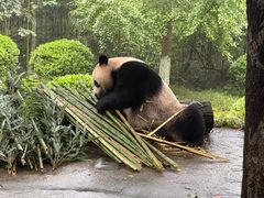 -都江堰中华大熊猫苑
