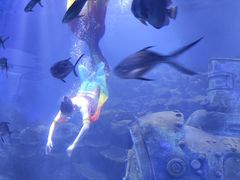 -海合安武汉极地海洋公园