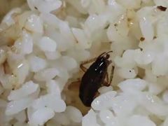 -揭阳钟记小食(福田新村店)