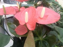 android_upload_pic-荷兰花海