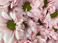 -循礼门鲜花花市(武汉循礼门店)