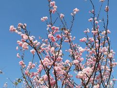 -天适樱花悠乐园