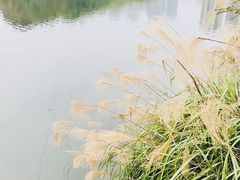 -重庆彩云湖湿地公园