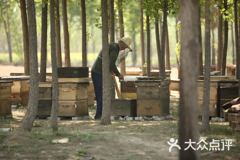 蜜蜂园图片 蜜蜂蜂场图片