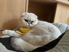-是阿柴呀！柴犬咖啡·爱喵喵猫咖