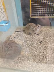 -神奇动物撸宠馆·羊驼·小浣熊·异宠(豫园店)