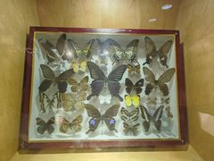 -陕西自然博物馆