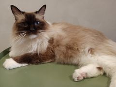 -猫儿山۰猫主题餐厅