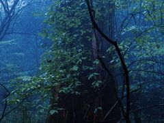 -天目山大树王景区