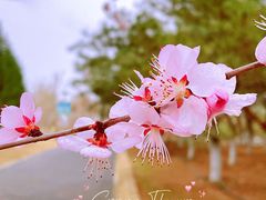 -大兴滨河森林公园