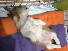 -龟与熊猫宠物公园(南坪店)