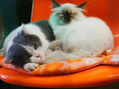 -猫咪博物馆(顶澳仔猫街店)