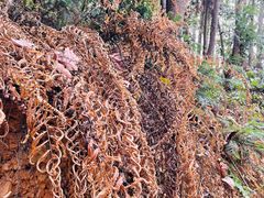 -青龙山国家森林公园