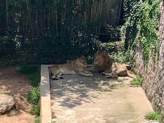 -西霞口神雕山野生动物世界