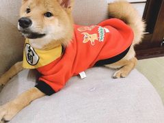-逗柴咖啡屋·狗咖猫咖宠物桌游