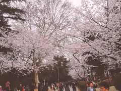-武汉大学-樱园