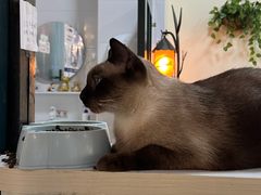 -猫小院猫主题餐厅(南锣旗舰店)
