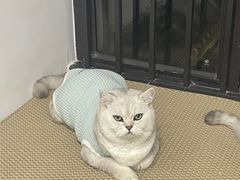 -博特宠物医院24h犬猫全科.骨科·异宠