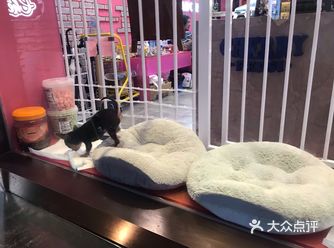 超可爱的一家宠物店～ 和平平去巨鹿路吃饭路过的