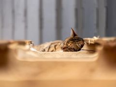 -油麻地果栏