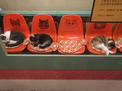 -猫咪博物馆(顶澳仔猫街店)