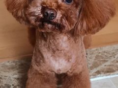 -瑞派旺宝宠物医院·犬猫全科综合·尿道专科(莲兴院)