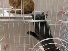 -藏猫猫咖啡主题馆(中央大道店)