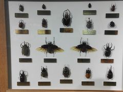 -上海昆虫博物馆