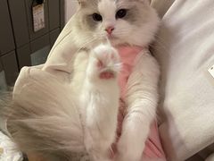-猫大福·Fortune Cat猫舍(百子湾店)